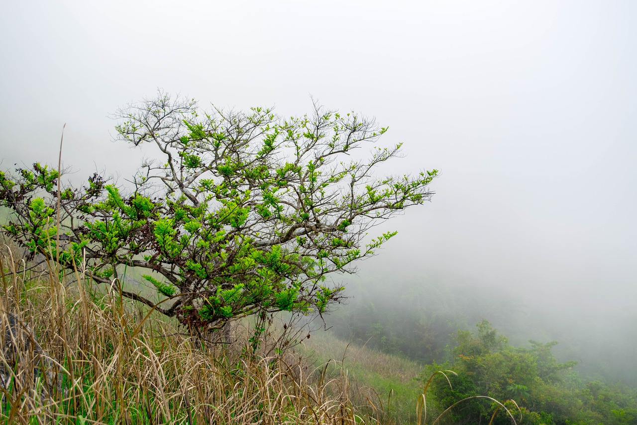 tree nature fog free photo