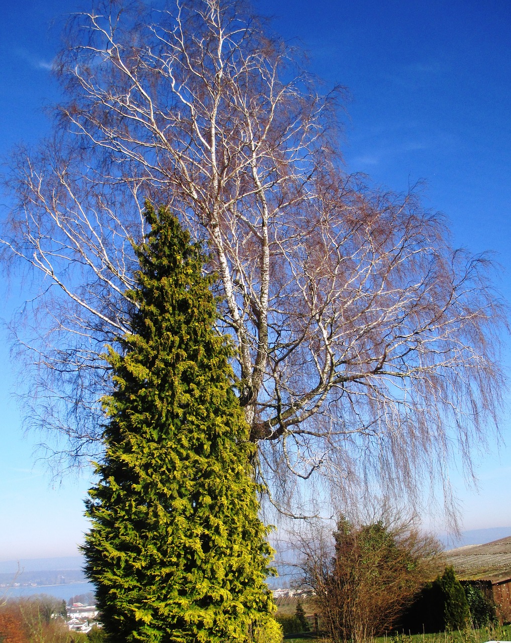 tree landscape green free photo