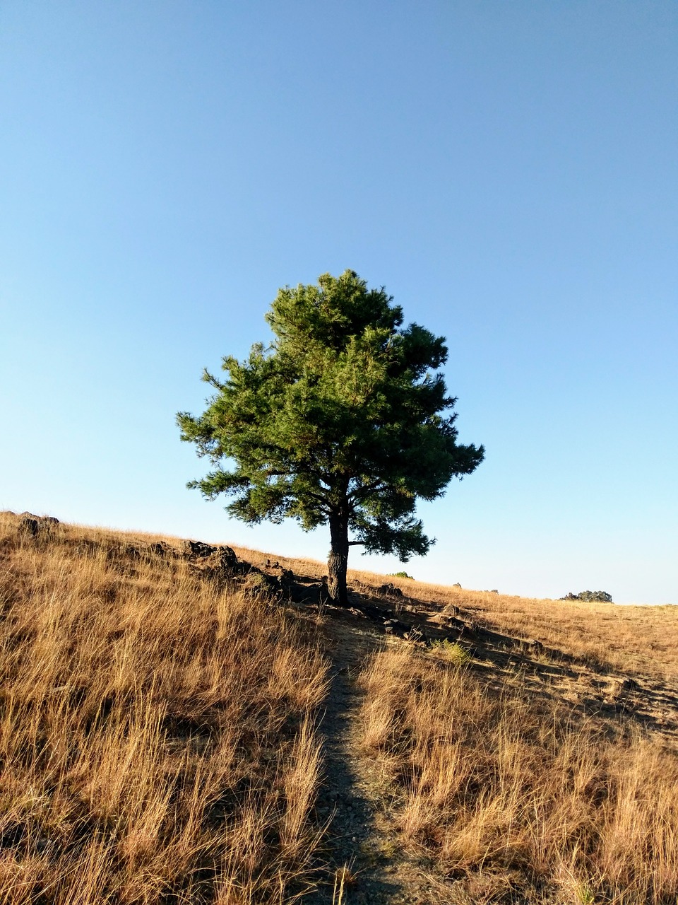 tree landscape coffee free photo