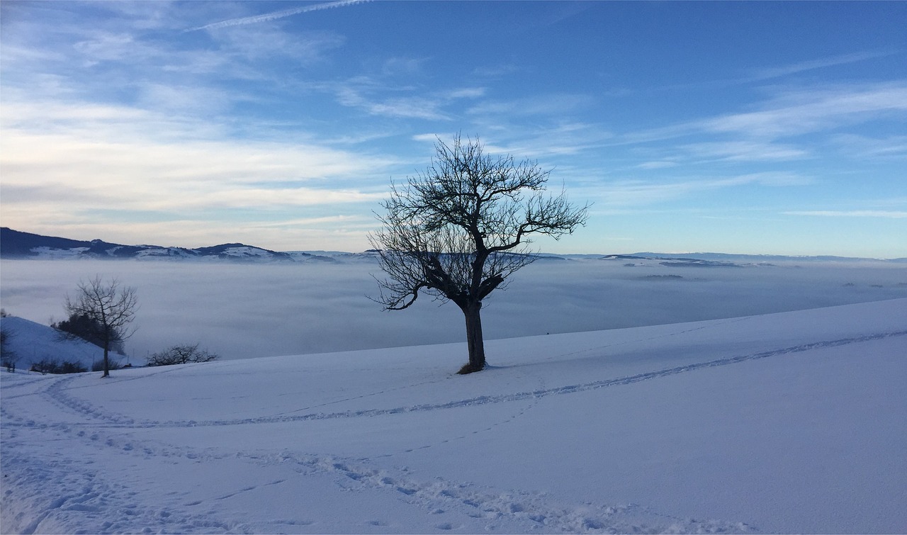 tree landscape sky free photo