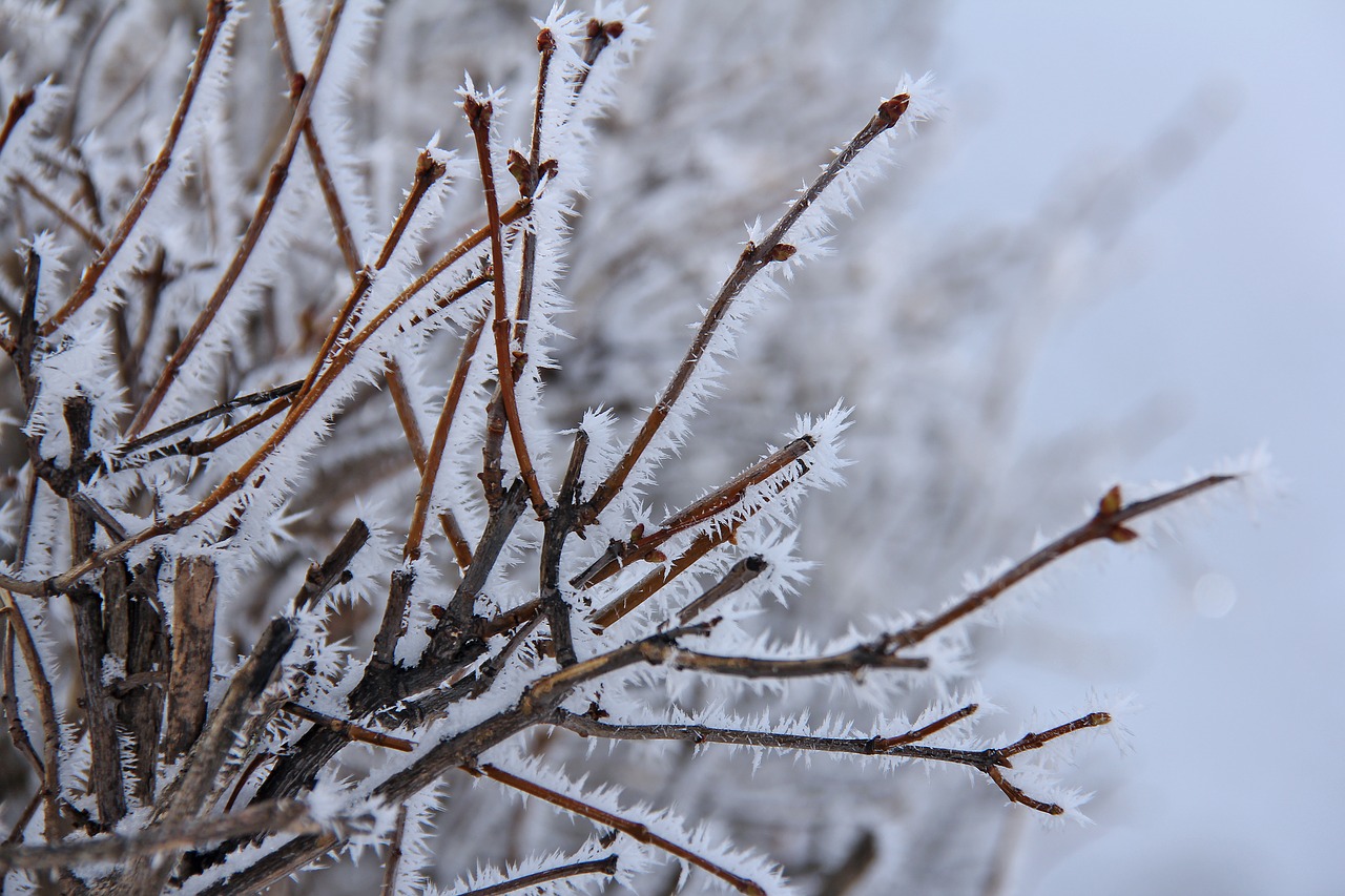 tree branch all white free photo