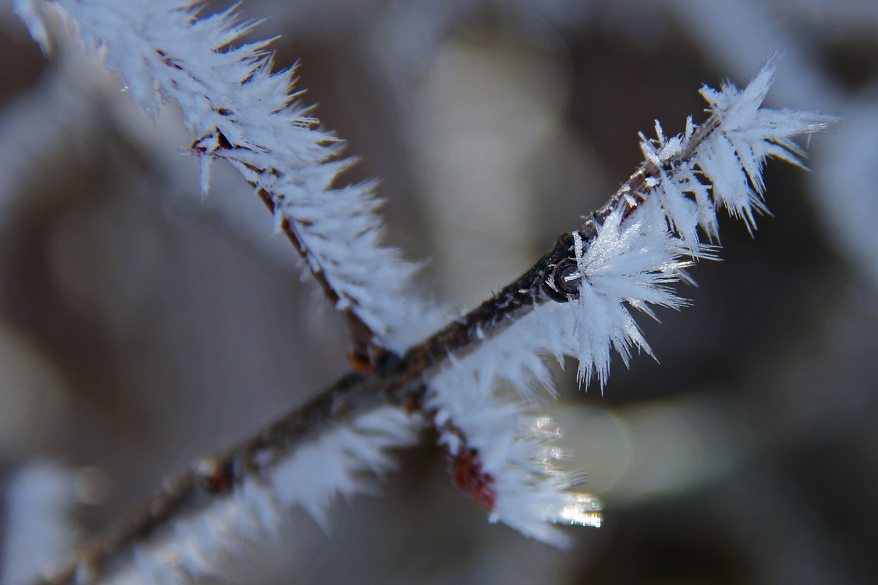 tree branch all white free photo