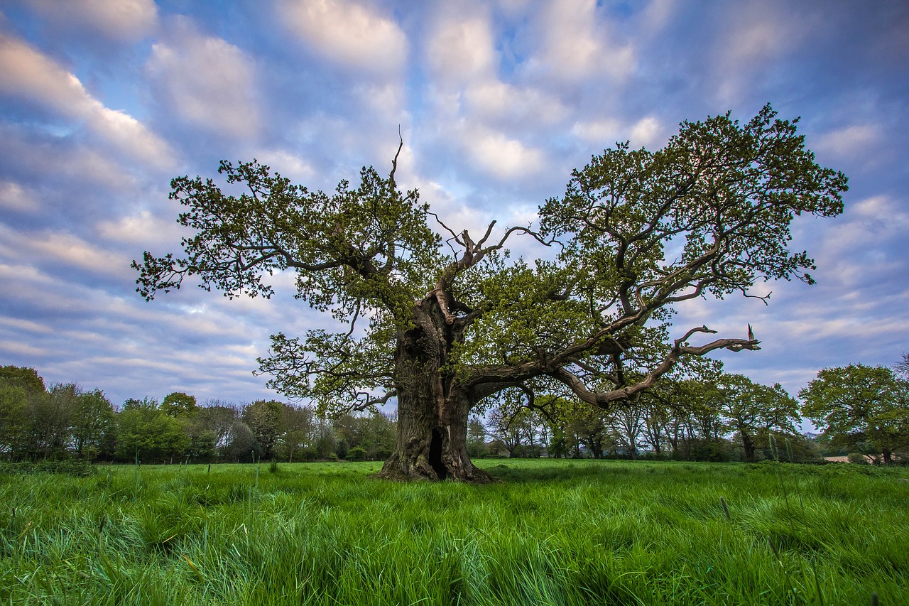 tree green spring free photo