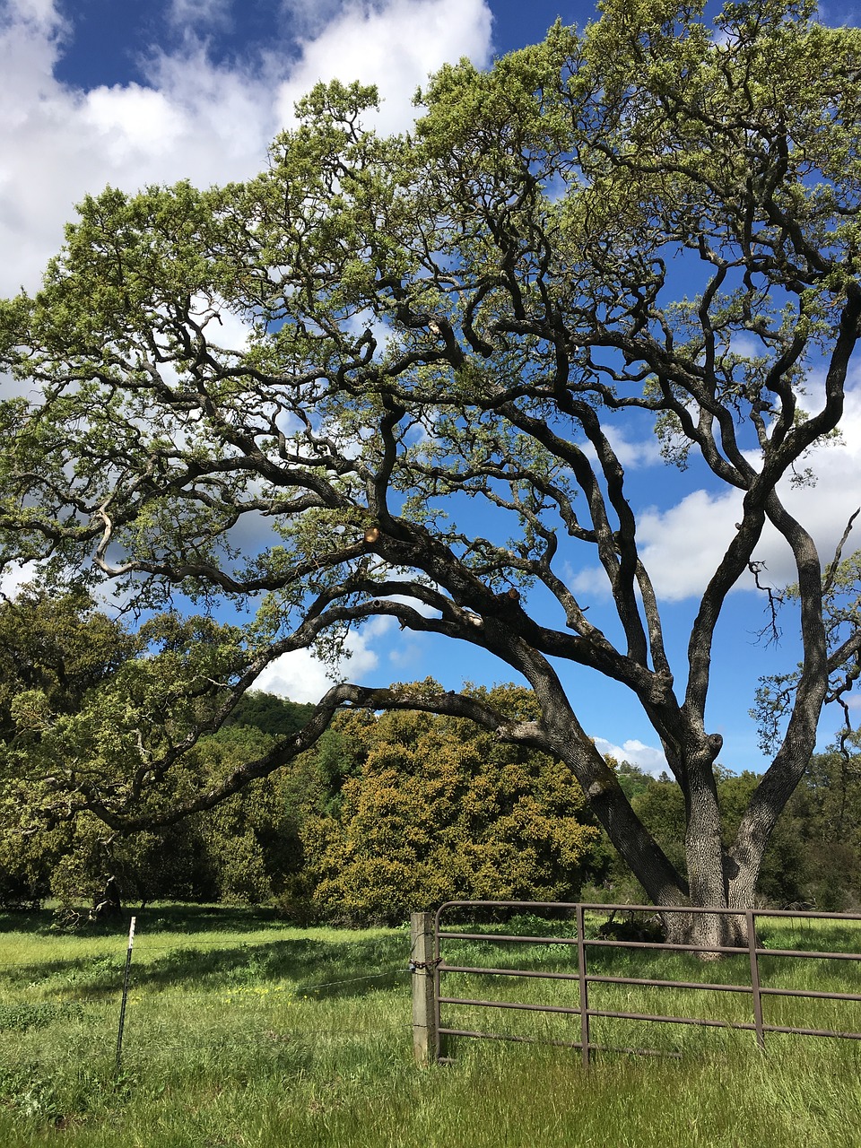 tree park sky free photo