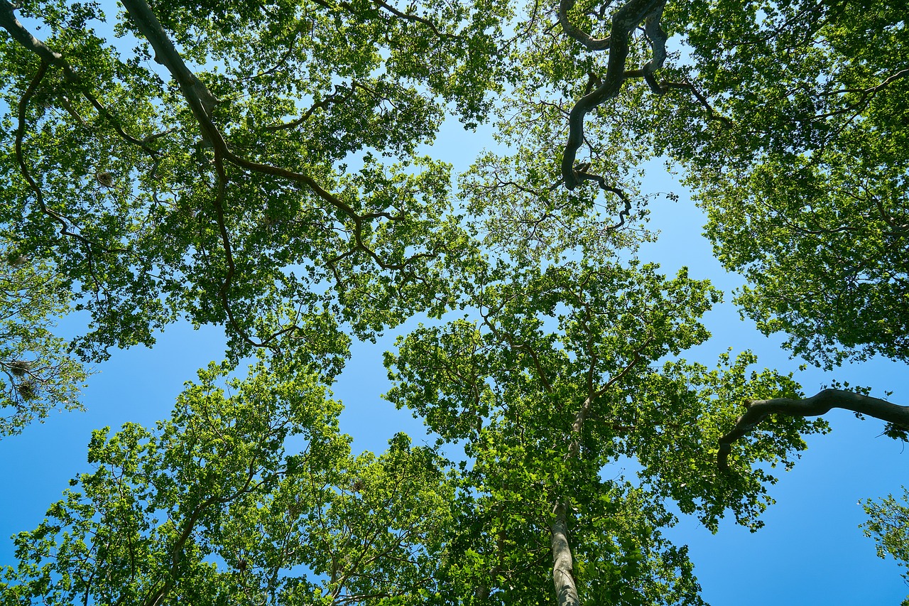 tree blue nature free photo