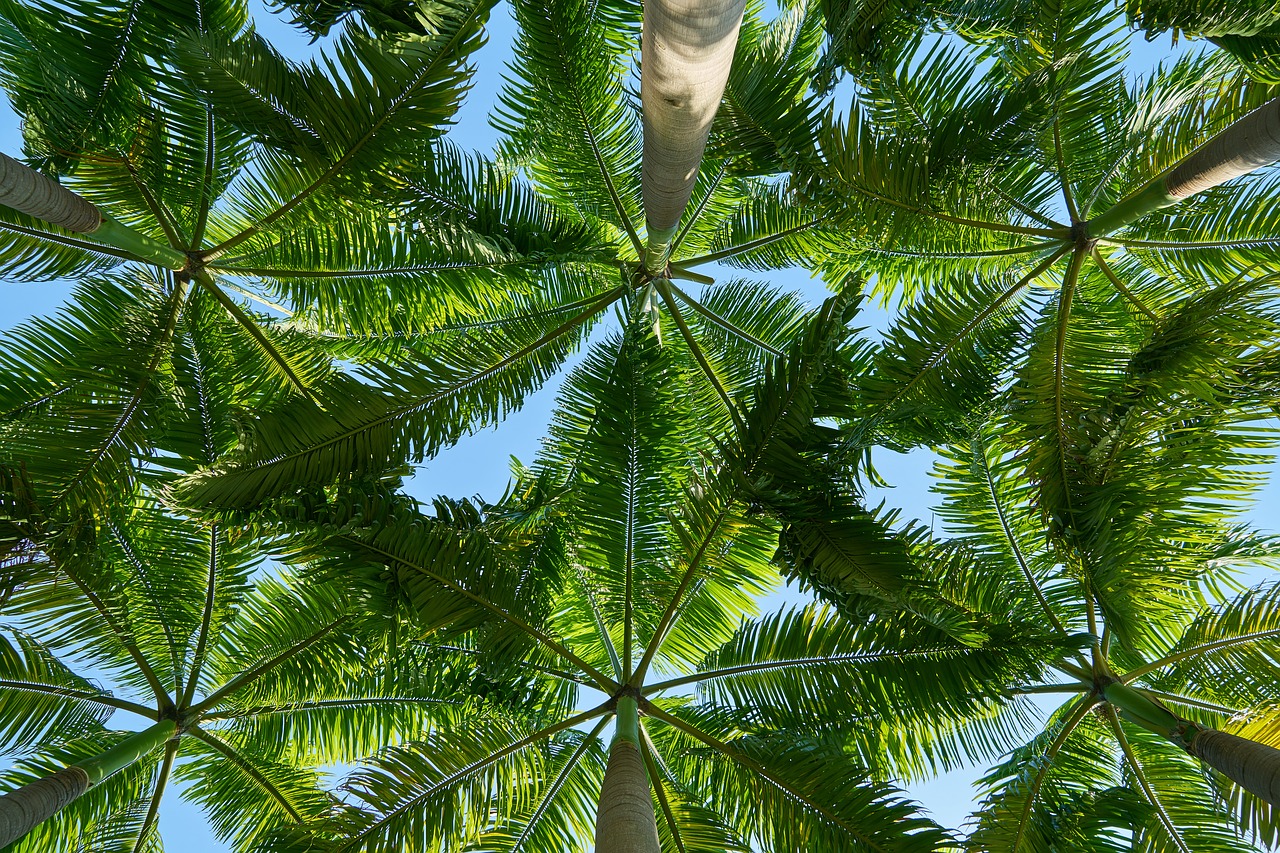 tree landscape background free photo