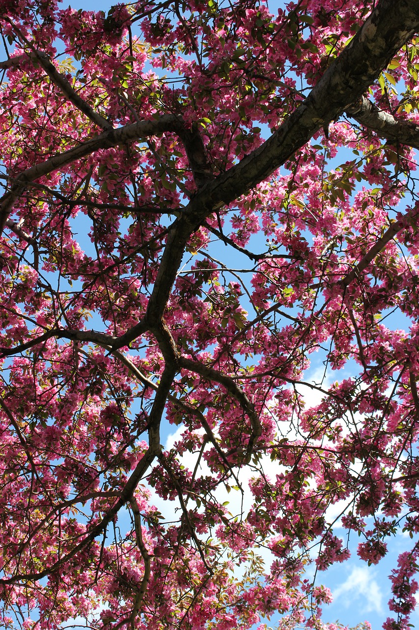 tree flower blossom free photo