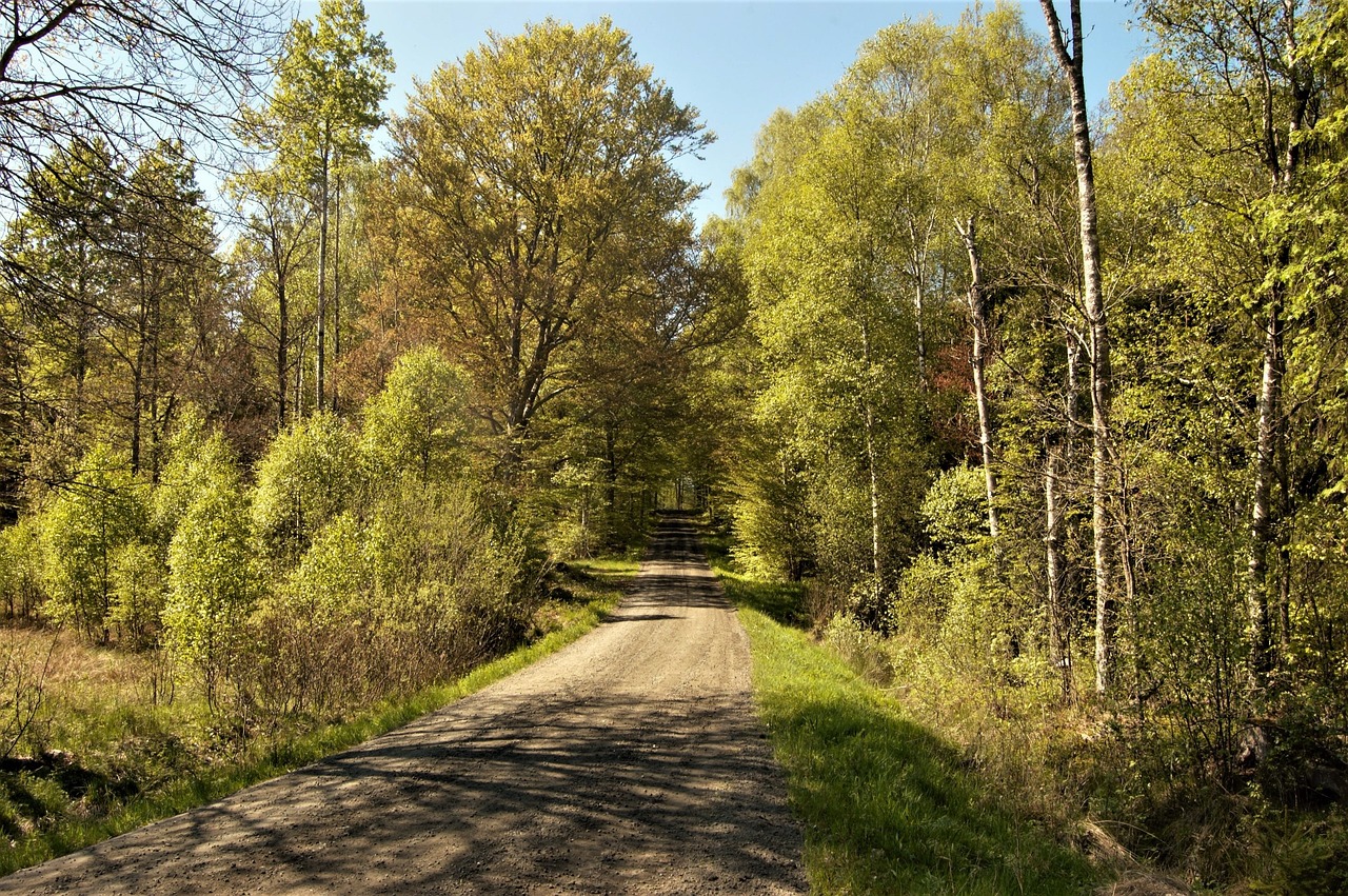 tree forest summer free photo