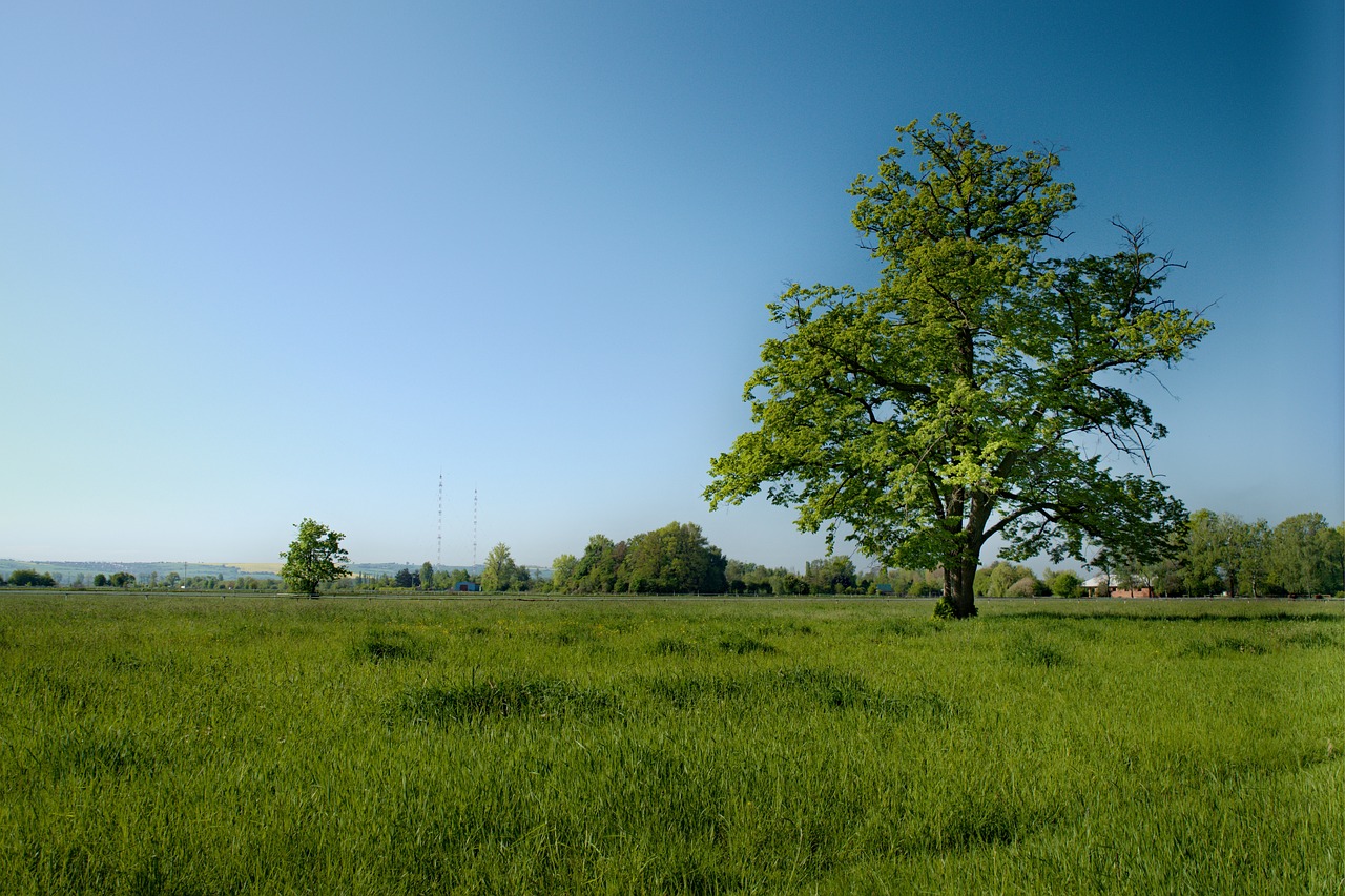 tree grass meadow free photo