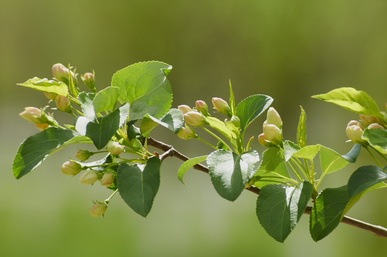 tree spring bloom free photo