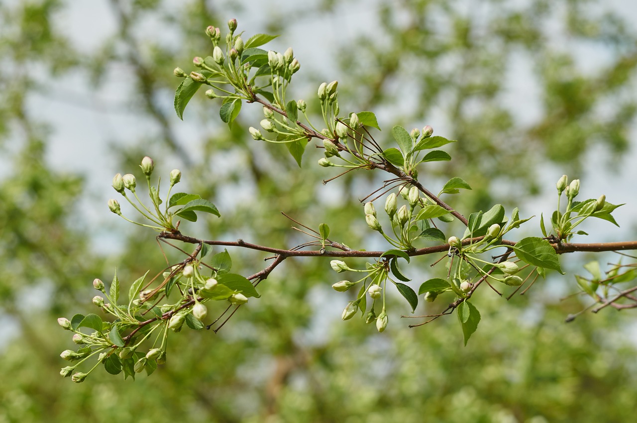 tree spring bloom free photo