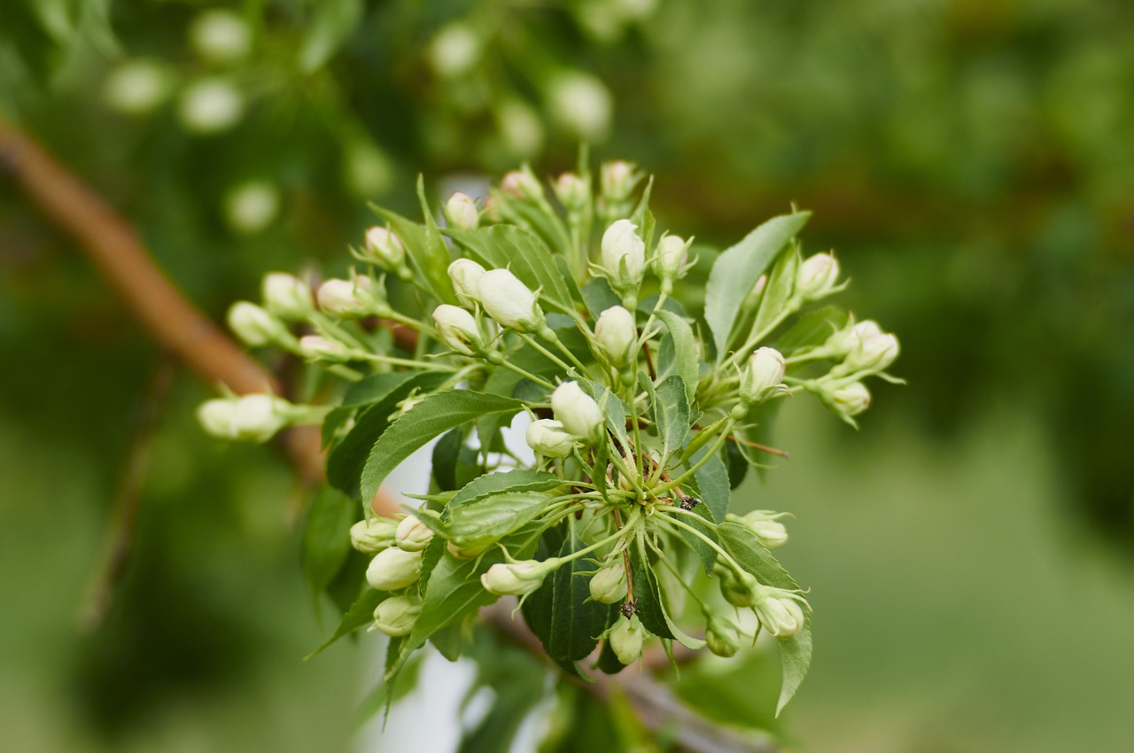 tree spring bloom free photo