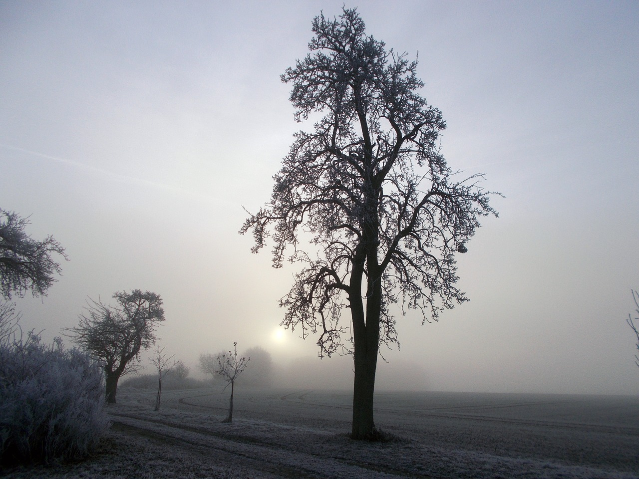 tree pear fog free photo