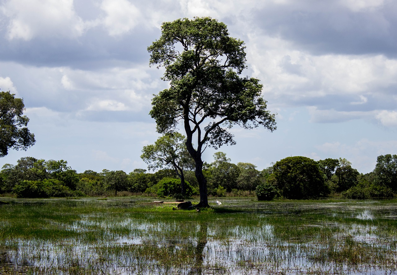 tree lake nature free photo