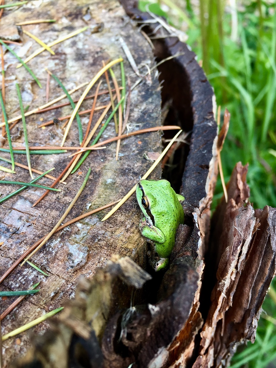 tree frog green free photo