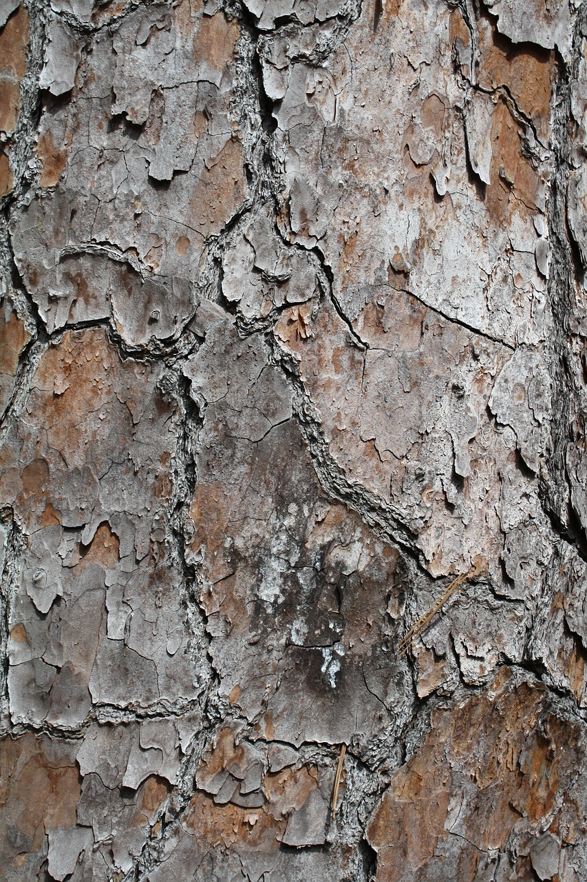 tree bark texture free photo