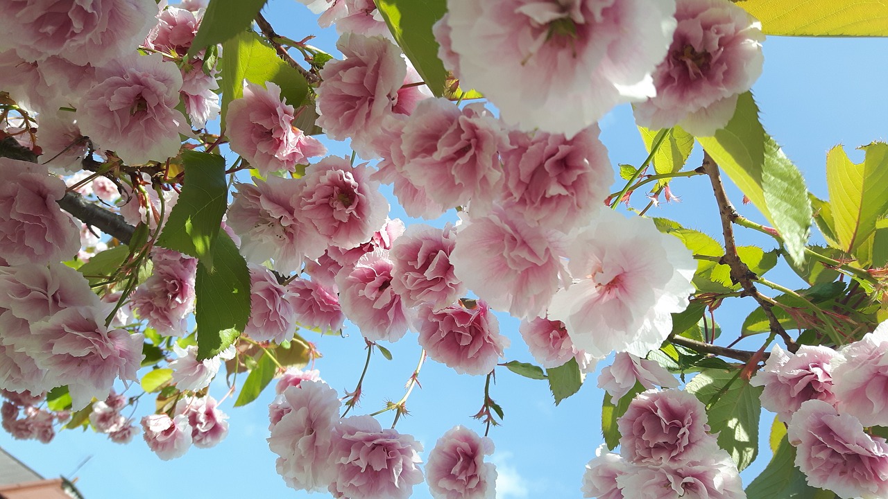 tree flowers nature free photo