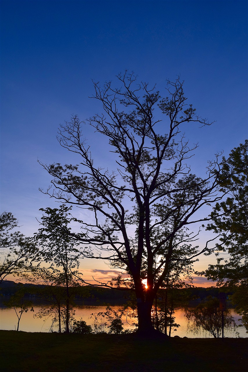 tree silhouette sunset free photo