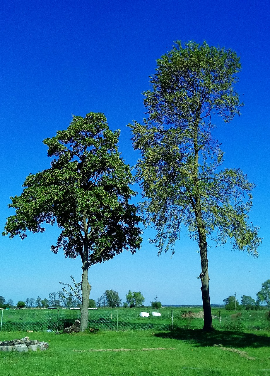 tree meadow landscape free photo