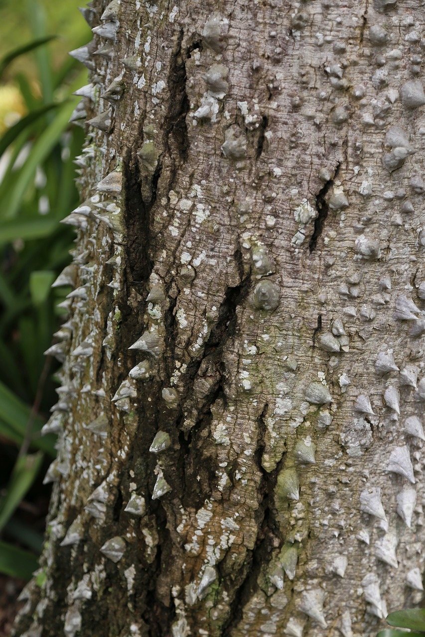 tree thorns nature free photo