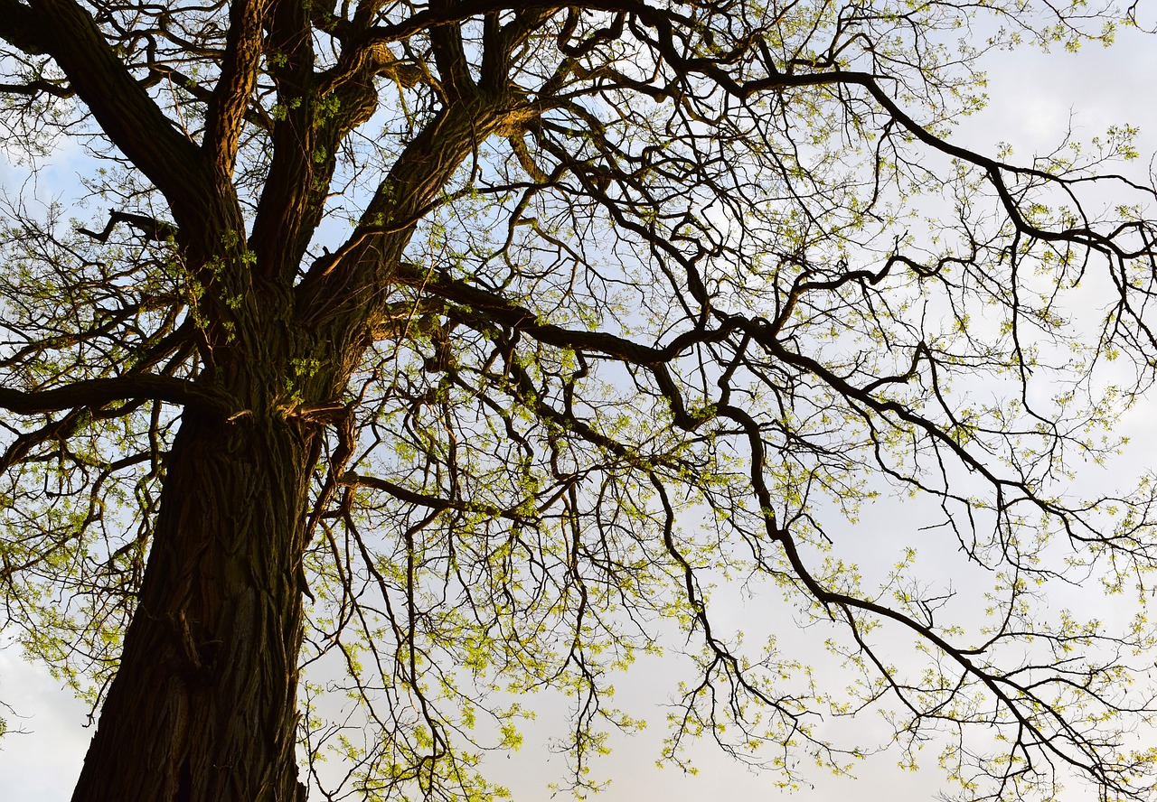 tree spring nature free photo