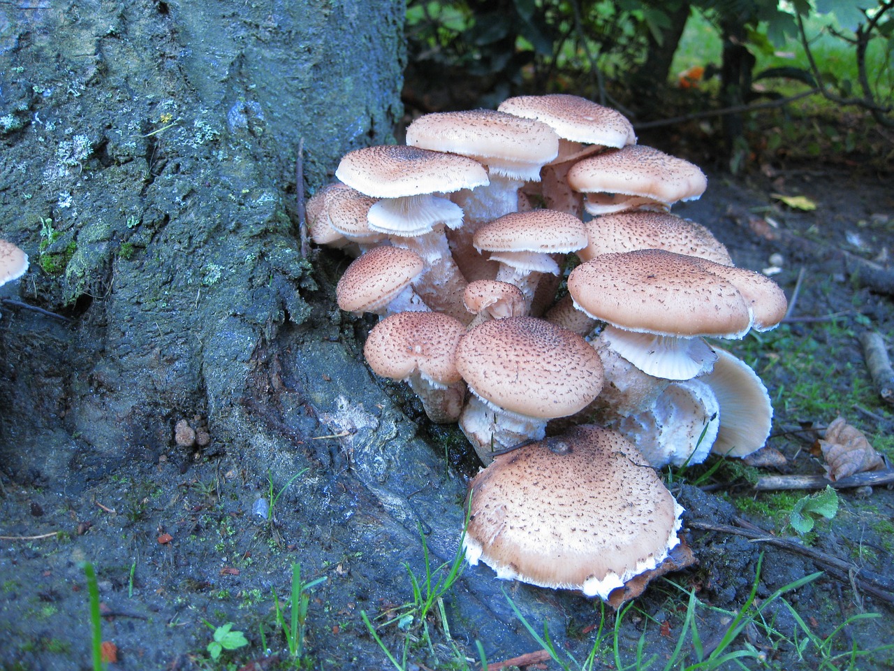 tree mushroom fouling free photo