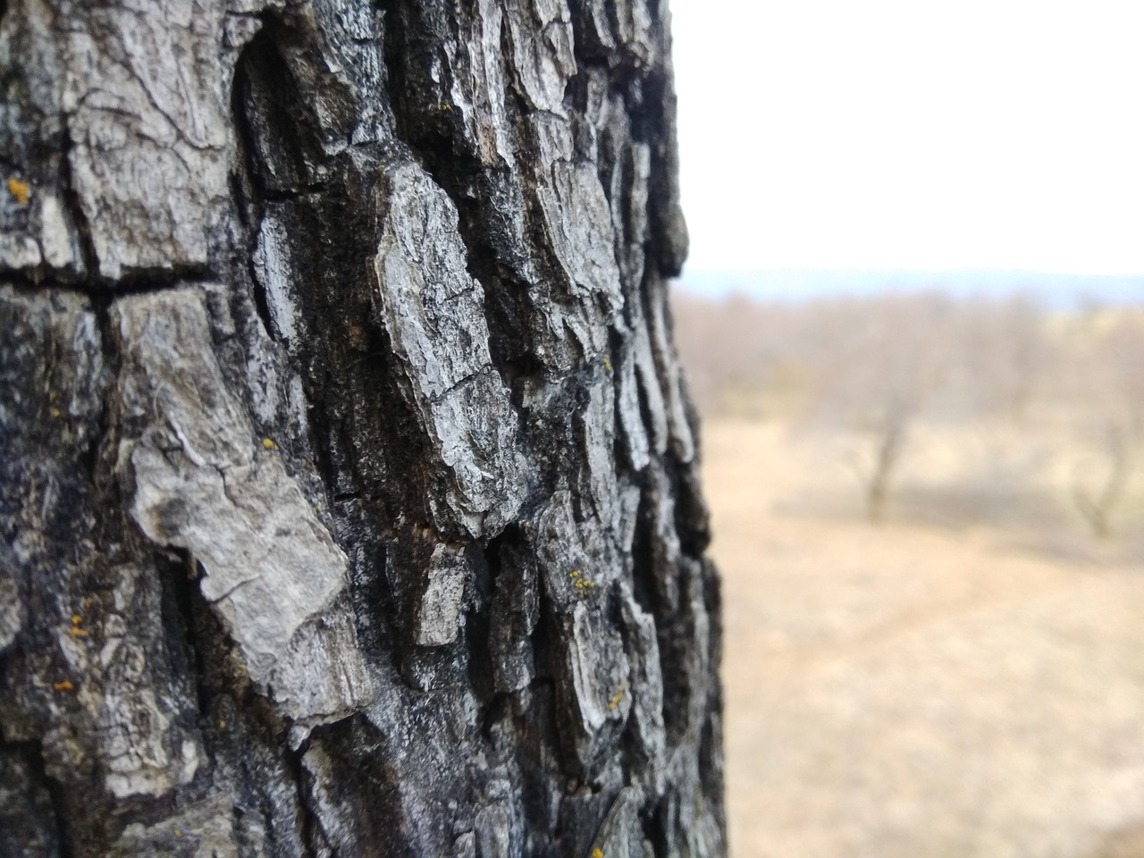 tree kashmir wood free photo