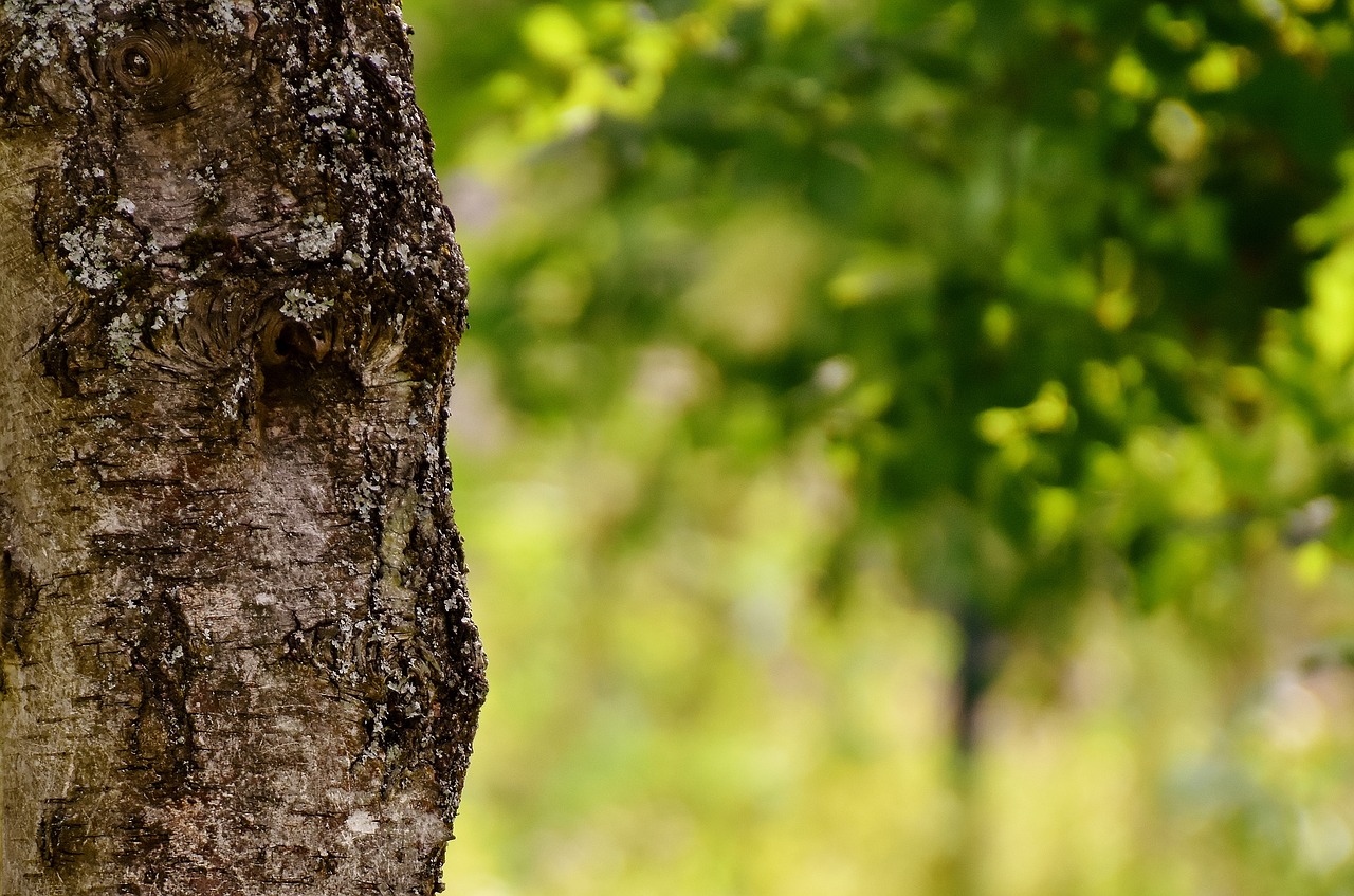 tree garden nature free photo