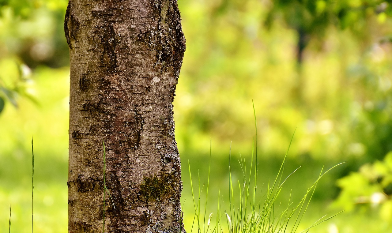 tree grass garden free photo