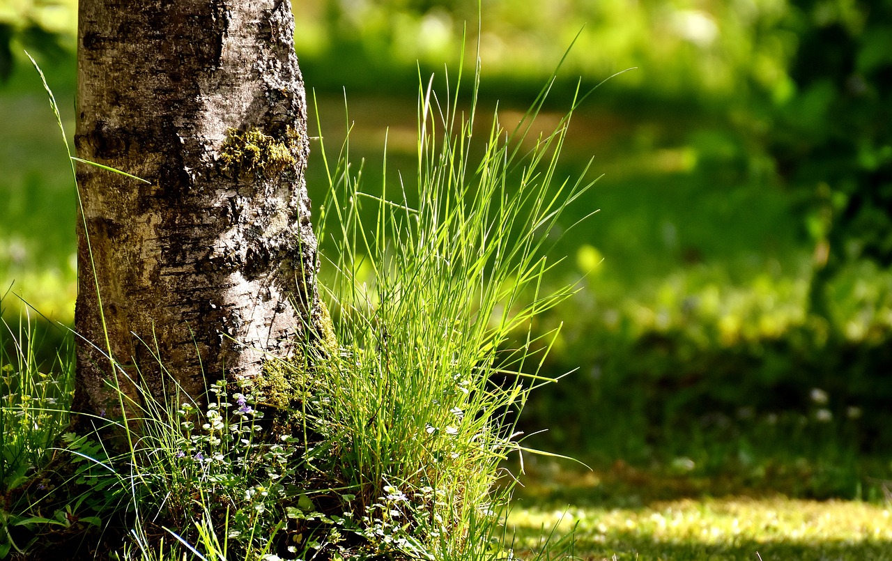 tree grass garden free photo