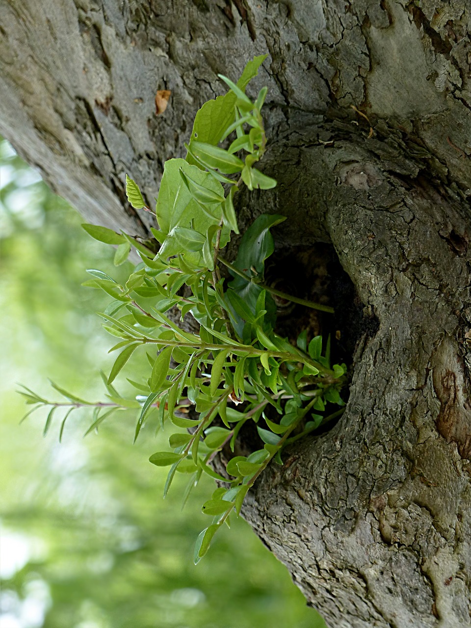 tree log tree opening free photo