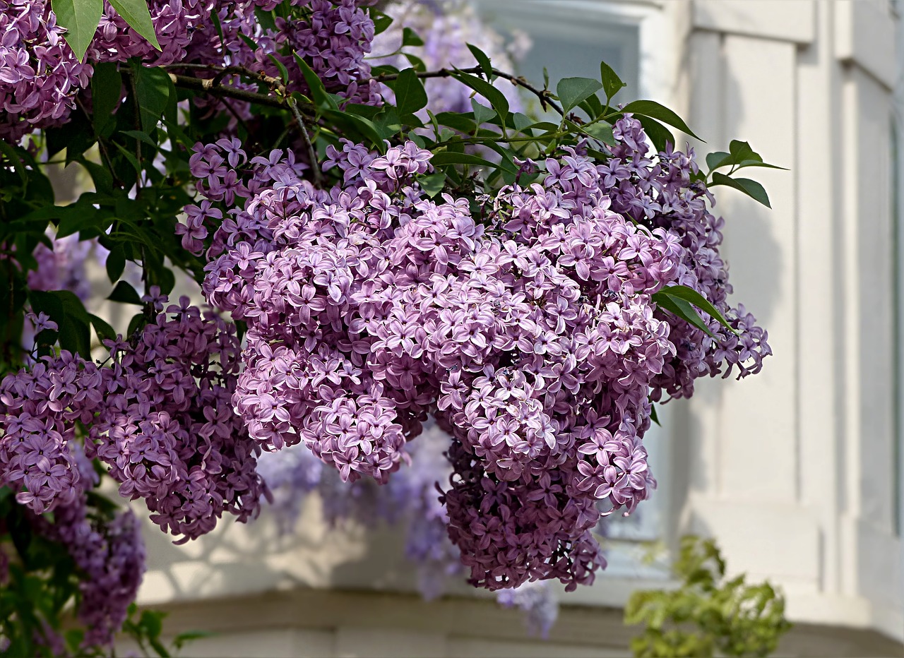 tree lilac tree syringa free photo