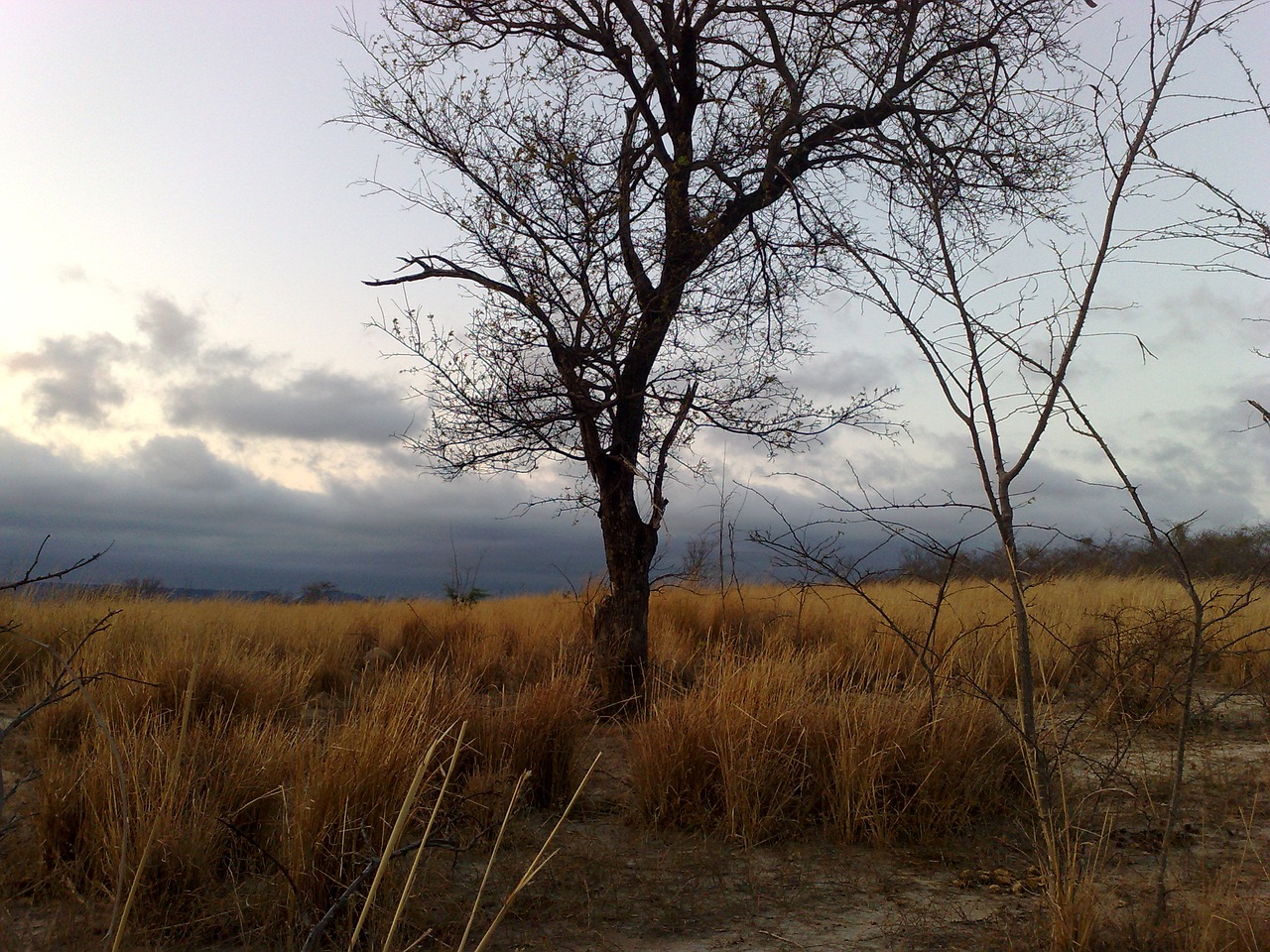 tree landscape brazil free photo