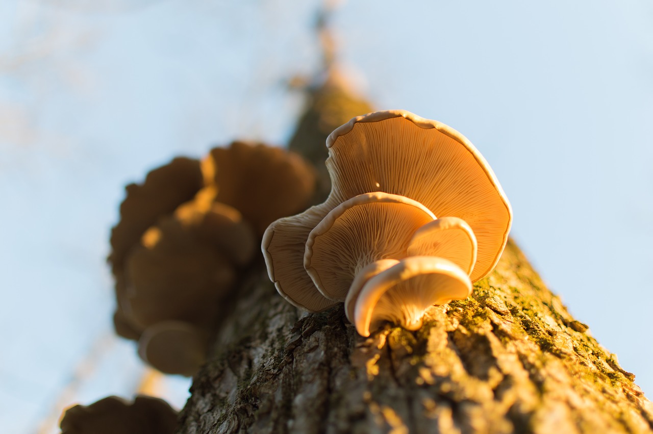 tree nature mushroom free photo