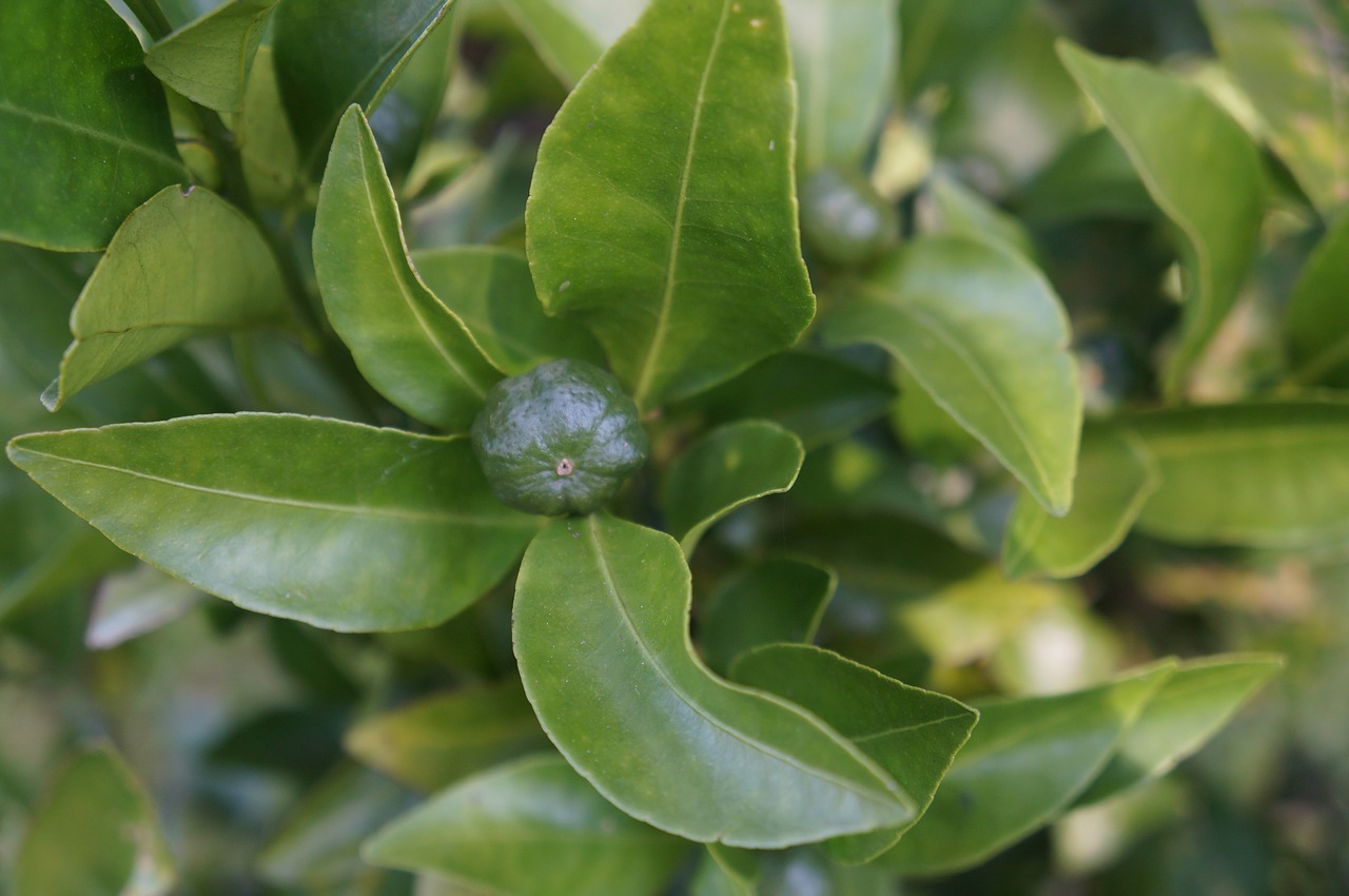 tree fruit leaf free photo