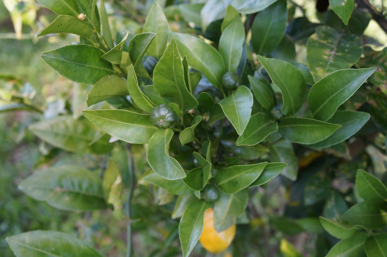 tree fruit leaf free photo