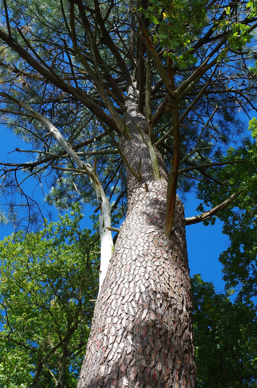 tree sky spring free photo