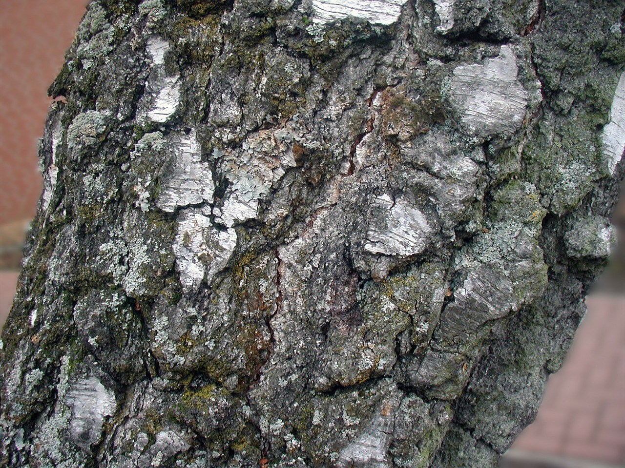 tree birch bark free photo