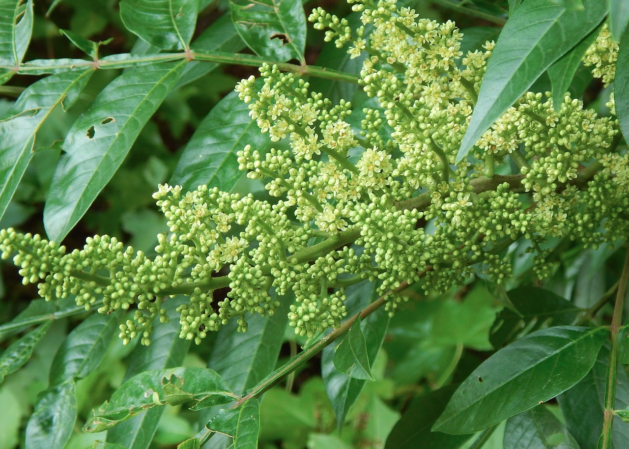 tree pollen blooming free photo