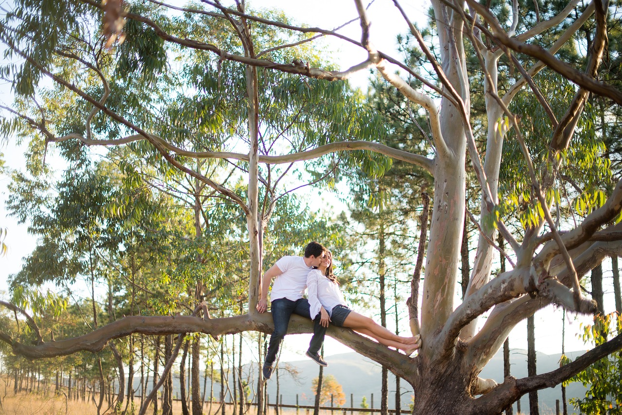 tree forest couple free photo