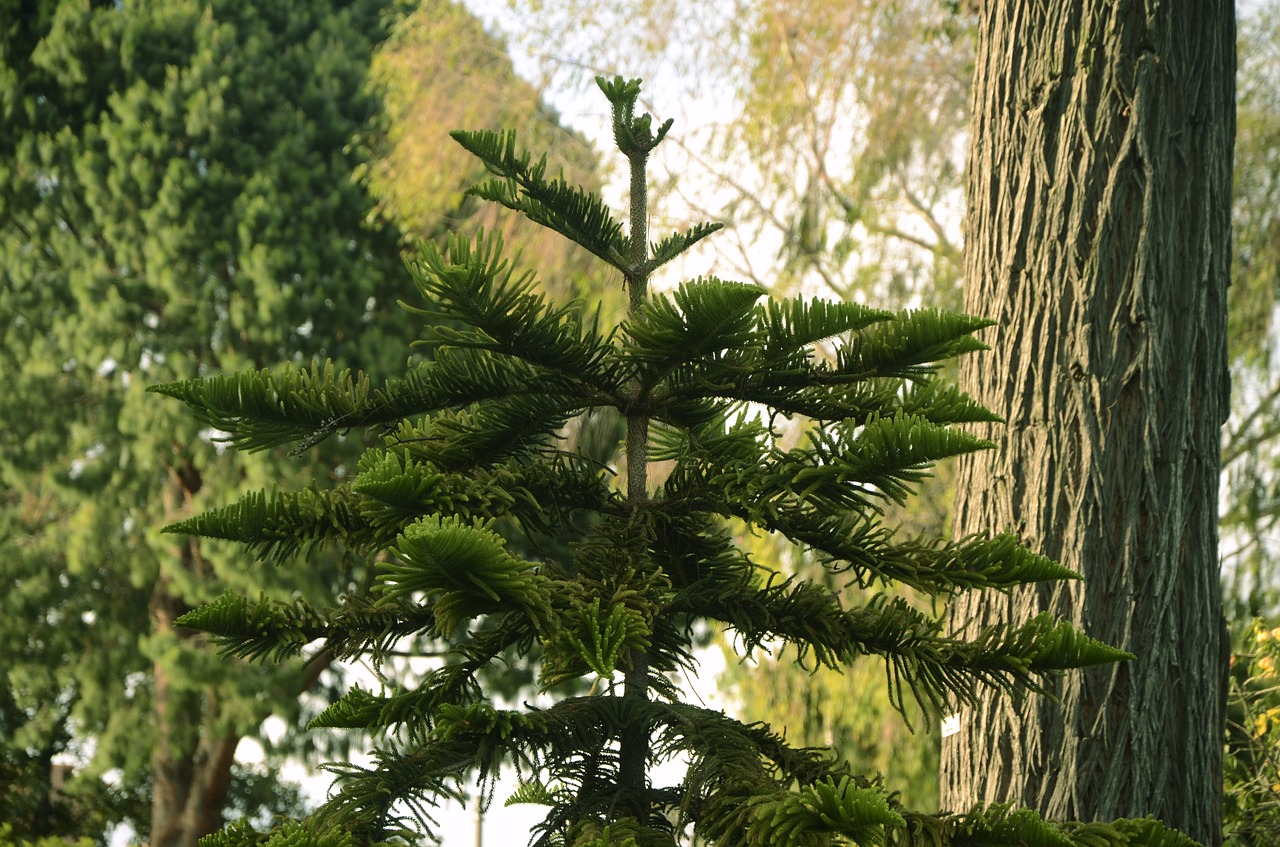 tree green nature free photo