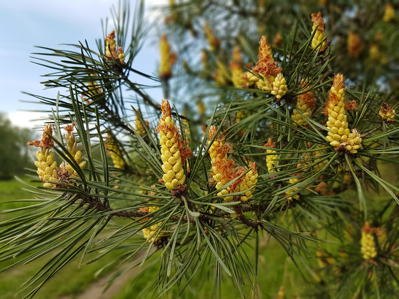 tree pine cones free photo