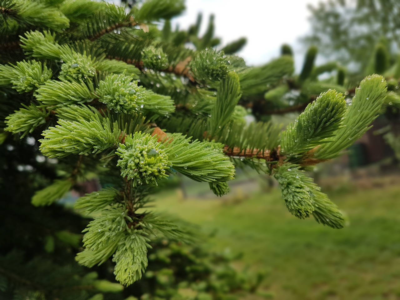 tree spring green free photo