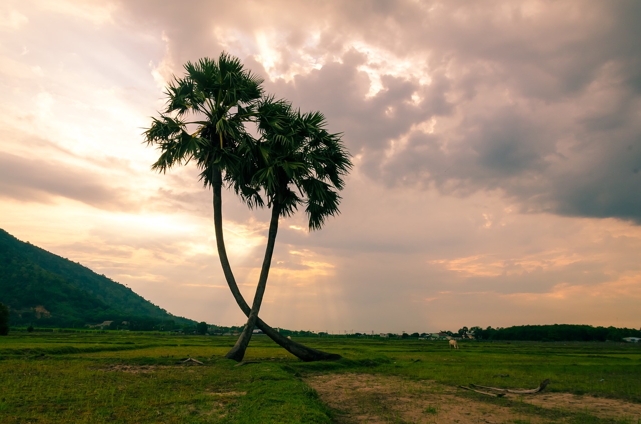 tree palm trees jaggery tree free photo