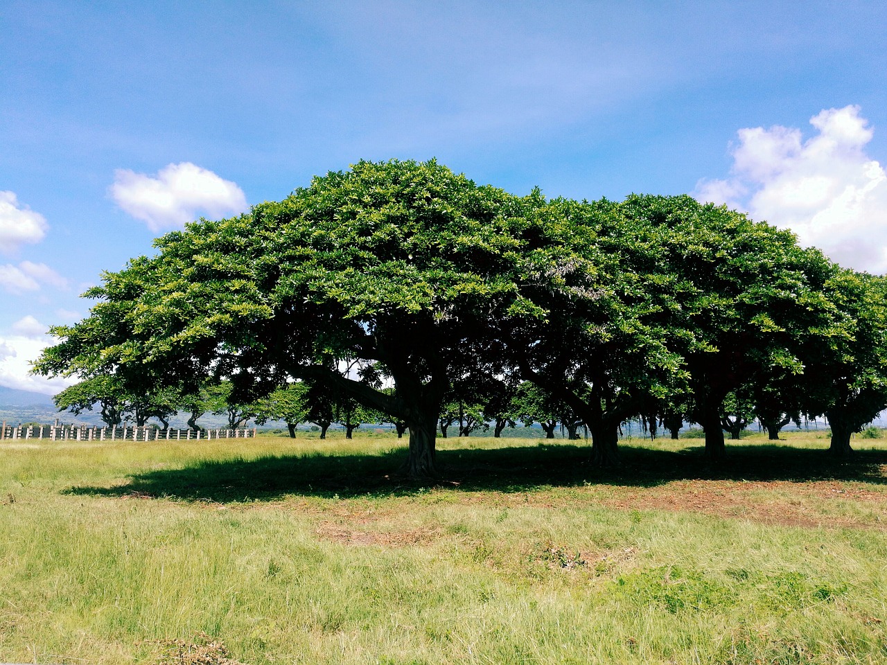 tree sky paradise free photo