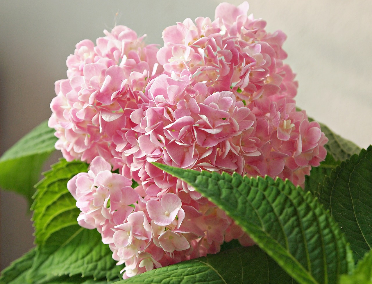 tree flowers nature free photo