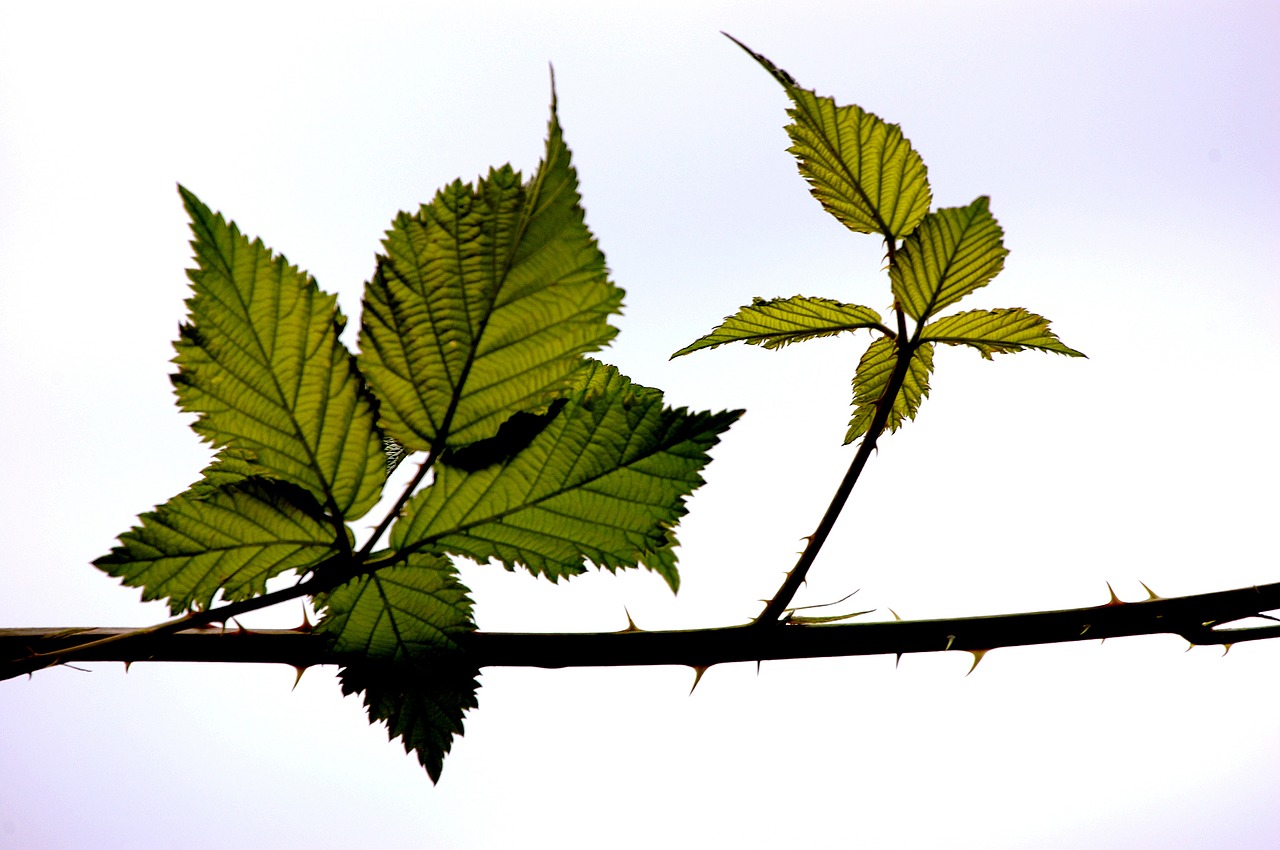 tree nature summer free photo