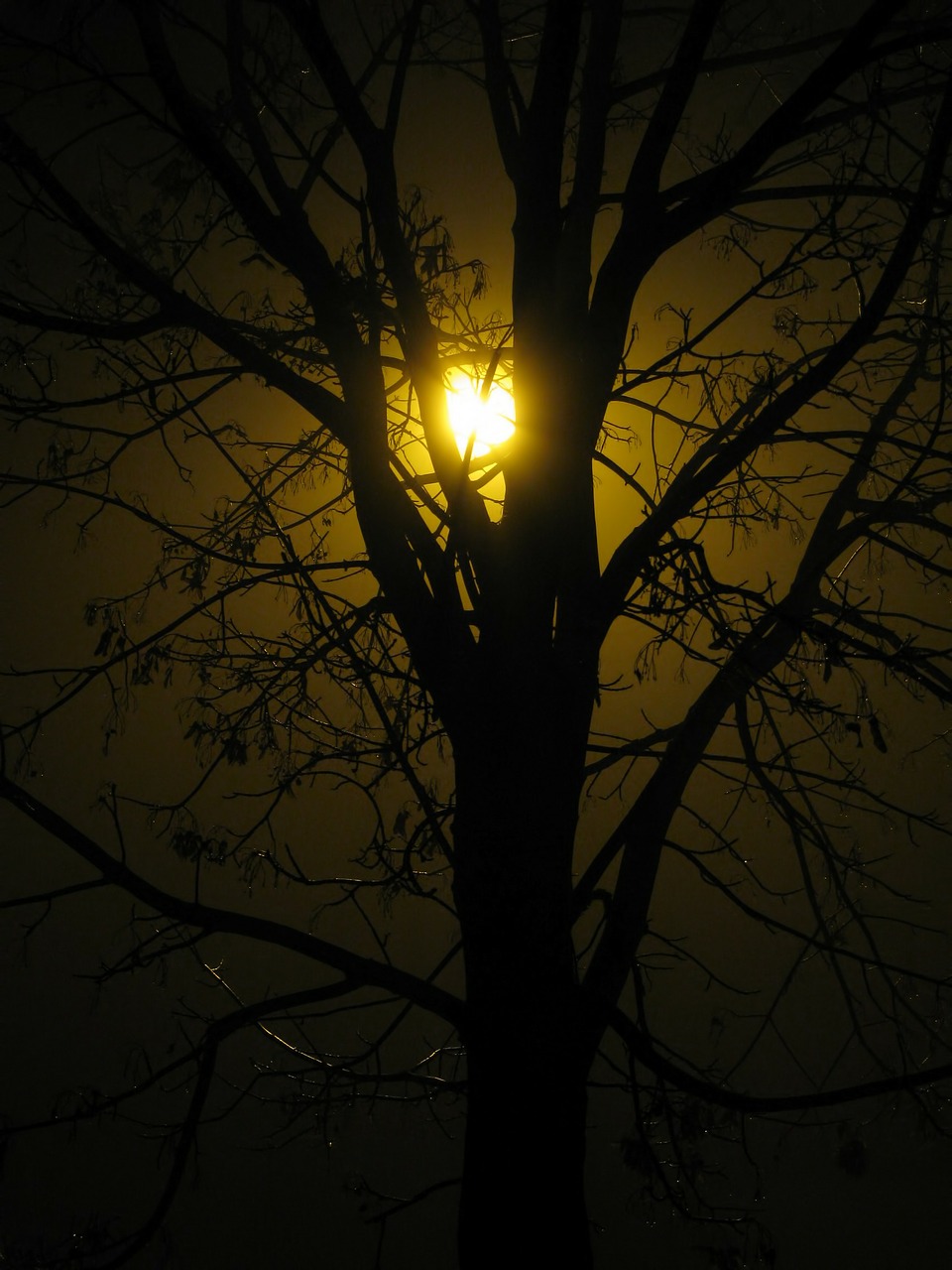 tree silhouette street lamp free photo