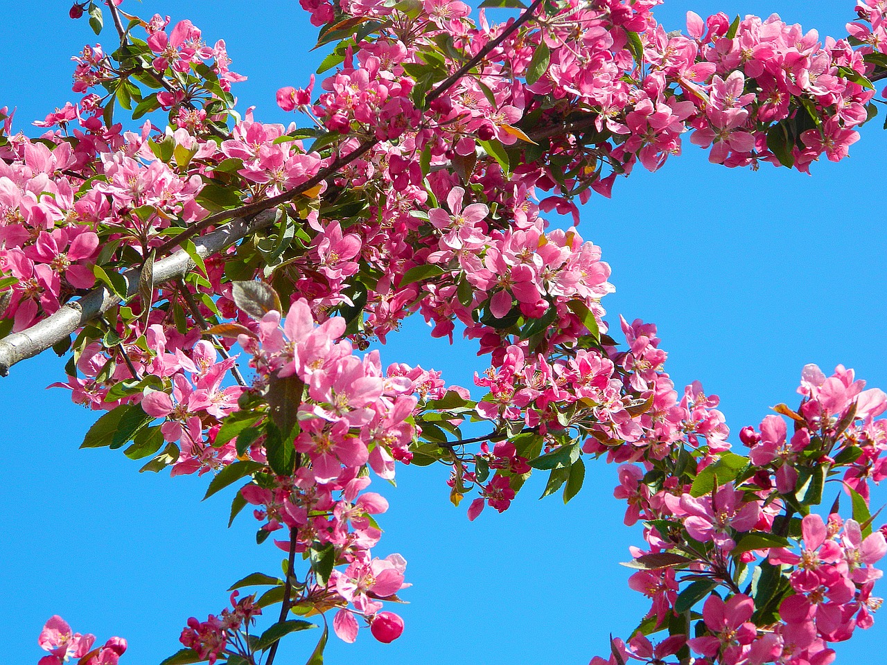 tree nature sky free photo