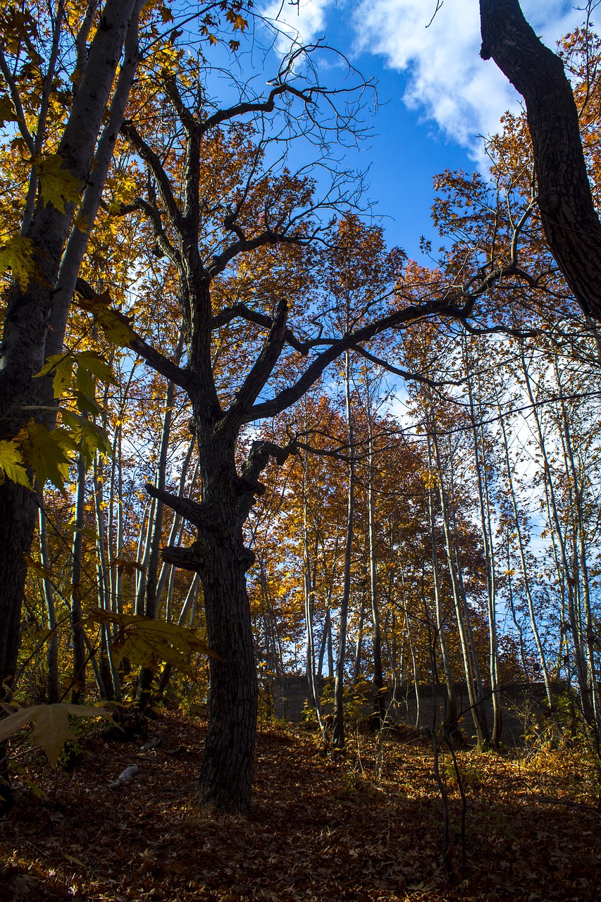 tree landscape forest free photo